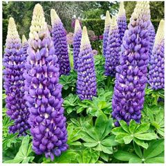Lupine Bluebonnet Flowers seeds. 0.5 g