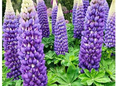 Lupine Bluebonnet Flowers seeds. 0.5 g