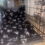 Dog Crate Image 3