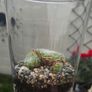 indoor plant with glass  pot Image 4