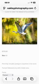 Heron on the Liffey
