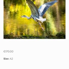 Heron on the Liffey