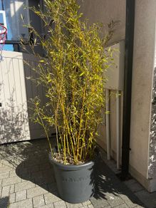 6ft Bamboo x 2 in grey Elho 58cm roller pots