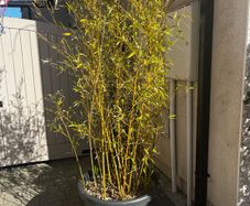 6ft Bamboo x 2 in grey Elho 58cm roller pots