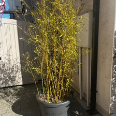 6ft Bamboo x 2 in grey Elho 58cm roller pots
