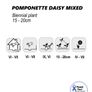 (D) Pomponette Daisy Mixed Seeds 0.1g (883607) Image 3
