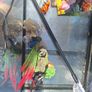 Free Fish Tank Image 3