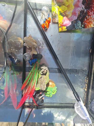 Free Fish Tank