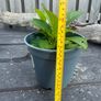 plant Image 2