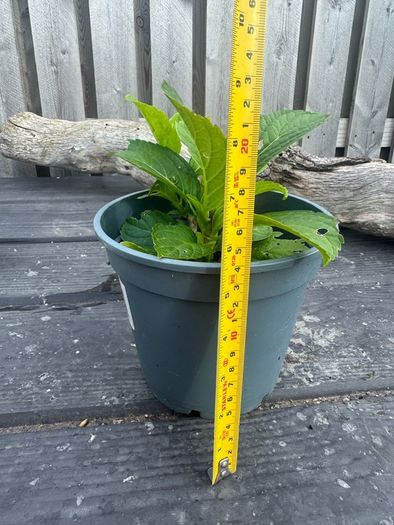 plant