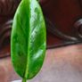 Philodendron Subhastatum Variegated Image 6