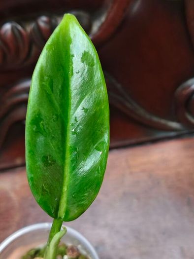 Philodendron Subhastatum Variegated