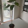 Sunflower plants Image 4