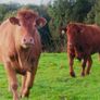 Incalf Heifer sale 3rd October 2026 Balla Mart Image 9