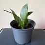snake plant Image 2