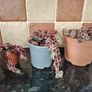 Crassula marginalis rubra variegata - House Plant Image 7
