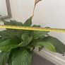 Large Peace Lily Image 6