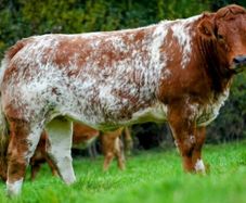 In Calf Heifers Sept 26th Ballinasloe Mart