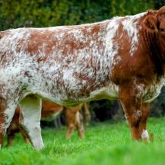 In Calf Heifers Sept 26th Ballinasloe Mart