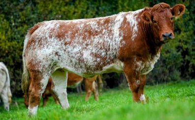In Calf Heifers Sept 26th Ballinasloe Mart