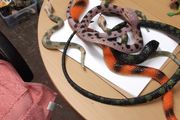 Snakes plastic collection