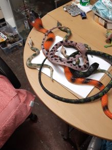 Snakes plastic collection