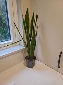 Sansevieria Laurentii