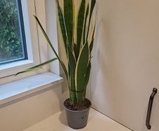 Sansevieria Laurentii