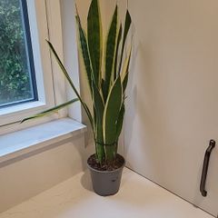 Sansevieria Laurentii