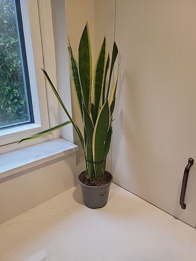 Sansevieria Laurentii