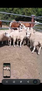 Breeding sheep