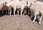 Breeding sheep