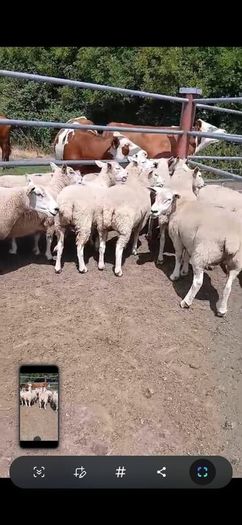 Breeding sheep