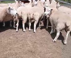 Breeding sheep
