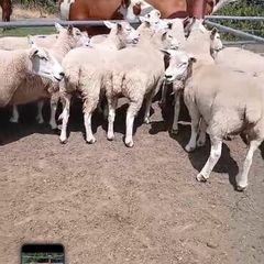 Breeding sheep