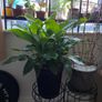 Indoor/ Outdoor Plants Image 6