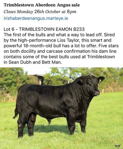 3 select Aberdeen Angus bulls & 2 choice heifers