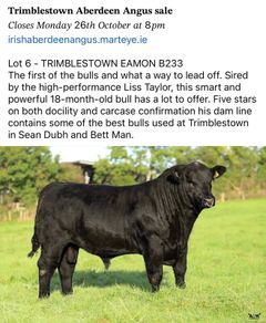 3 select Aberdeen Angus bulls & 2 choice heifers