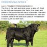 5 Choice Heifers and 6 Select Bulls Image 2
