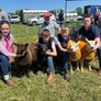 2 serious blue texel cross ram lambs Image 3