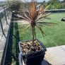 Palm Tree - Red x3 Image 3