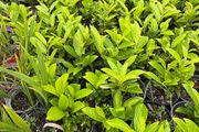 Laurel plants