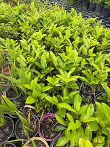Laurel plants