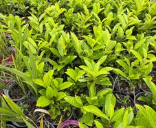 Laurel plants