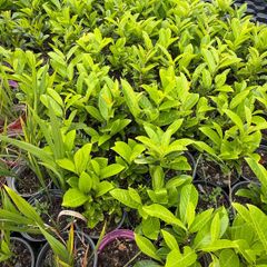 Laurel plants