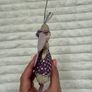 Jellycat Christmas Angel I am Christmas Spirit Dirty Please see pictures Image 9