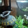 fish tank Image 3