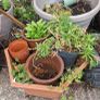 garden clear out Image 3