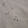Cotton Table Cloth Image 4