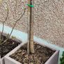 Prunus Subhirtella Autumnalis rosea(winter flower cherry) Image 2